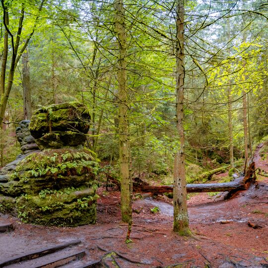 Panoramablick über einen Wald am Wanderweg Schwedenlöcher im Nationalpark Sächsische Schweiz