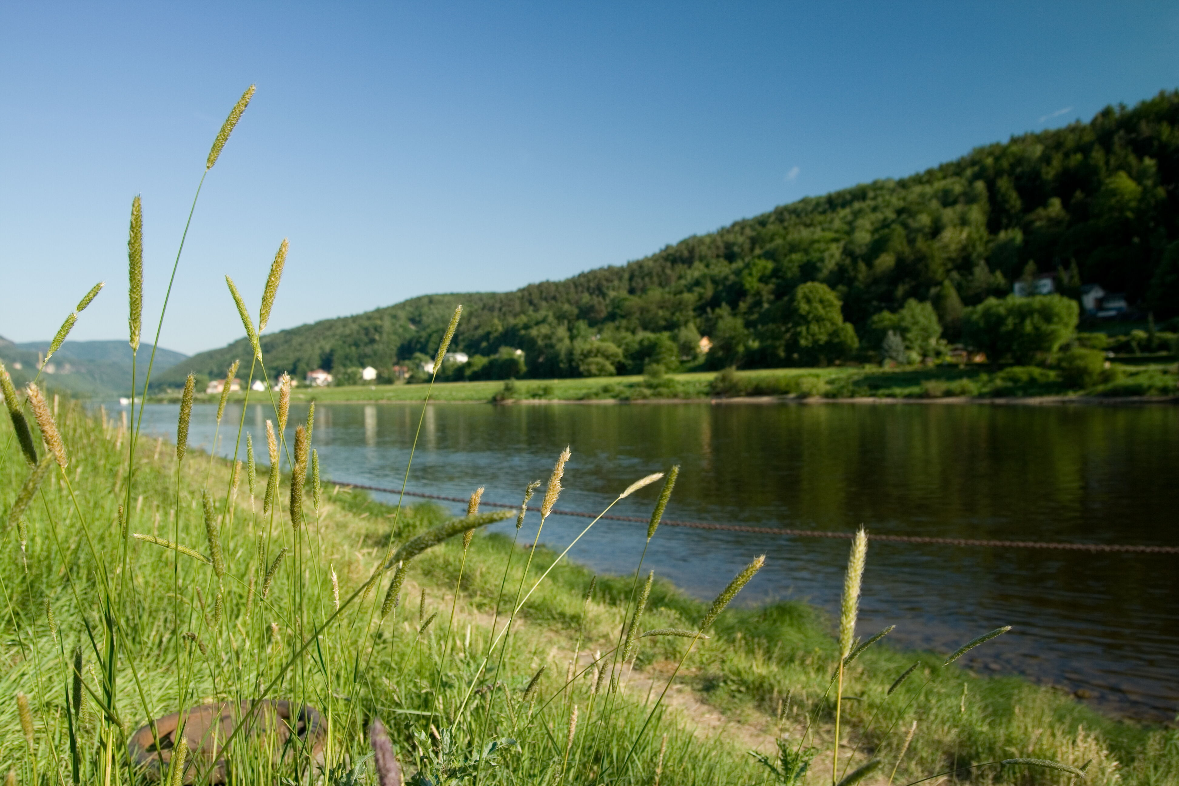Elbufer bei Bad Schandau